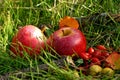 Red apples and briers Royalty Free Stock Photo
