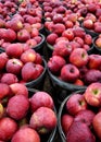 Red Apples in Bushels Royalty Free Stock Photo