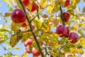 Red apples close-up hanging on the branches of an Apple tree in the fall. Background. Royalty Free Stock Photo