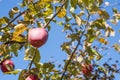 Red apples close-up hanging on the branches of an Apple tree in the fall. Background. Royalty Free Stock Photo