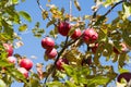 Red apples close-up hanging on the branches of an Apple tree in the fall. Background Royalty Free Stock Photo