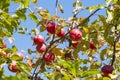 Red apples close-up hanging on the branches of an Apple tree in the fall. Background Royalty Free Stock Photo