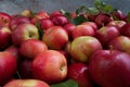Red apples closeup autumn harvest Royalty Free Stock Photo
