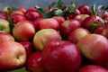 Red apples closeup autumn harvest Royalty Free Stock Photo