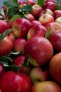 Red apples closeup autumn harvest Royalty Free Stock Photo