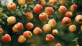 Red Apples Falling From Tree Branch in Garden Royalty Free Stock Photo