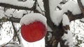 Red apples in the garden on a tree covered with snow against. Apple in winter with snow Royalty Free Stock Photo