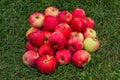 Red Apples on the Grass. Apples in the garden. Heap apples on green grass.
