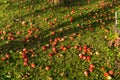 Red apples on the grass under apple tree. Autumn background - fallen red apples on the green grass ground in garden. Royalty Free Stock Photo