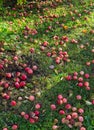 Red apples on the grass under apple tree. Autumn background - fallen red apples on the green grass ground in garden. Royalty Free Stock Photo