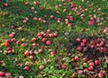 Red apples on the grass under apple tree. Autumn background - fallen red apples on the green grass ground in garden. Royalty Free Stock Photo