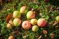 Red apples on the grass under apple tree. Autumn background - fallen red apples on the green grass ground in garden. Apple in the Royalty Free Stock Photo