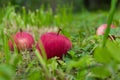 Red apples on the grass under the apple tree. Autumn background - fallen red apples on green grass land in the garden. Red apples Royalty Free Stock Photo