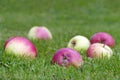 Red apples in green grass Royalty Free Stock Photo