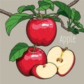 red apples with green leaves and apple Slice Royalty Free Stock Photo