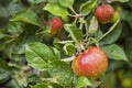 Red apples with green leaves image ,one in focus and another in background .Harvest time Royalty Free Stock Photo