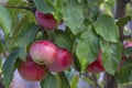 Red apples grow on tree branches in the garden. Autumn harvest concept, eco products. Close-up, selective focus Royalty Free Stock Photo