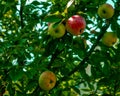 Red apples grow on a tree in the garden Royalty Free Stock Photo