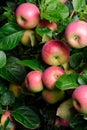 Red Apples Growing on Apple Tree