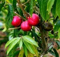 Red Apples growing on apple tree Royalty Free Stock Photo