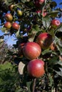 Red apples growing in an orchard