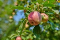 Red apples growing in a sunny orchard outdoors. Closeup of a fresh bunch of delicious ripe fruit being cultivated and