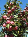 Red Apples Growing on a Tree Royalty Free Stock Photo