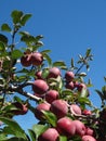 Red Apples Growing on a Tree Royalty Free Stock Photo