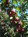 Red Apples Growing on a Tree Royalty Free Stock Photo