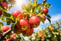 Red apples growing on tree with blue sky and sun in background Royalty Free Stock Photo