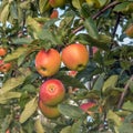 Red apples growing on a tree Royalty Free Stock Photo