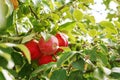 Red apples are hanging on the apple tree branch Royalty Free Stock Photo