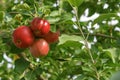 Red apples are hanging on the apple tree branch Royalty Free Stock Photo