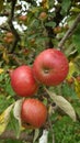 Red Apples hanging from the apple tree branch Royalty Free Stock Photo