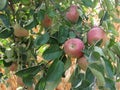 Red apples hanging on a growing apple tree against corn field . Tuscany, Italy Royalty Free Stock Photo