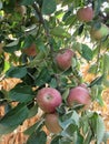 Red apples hanging on a growing apple tree against corn field . Tuscany, Italy Royalty Free Stock Photo