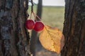 Red crab apples hanging from a tree in autumn Royalty Free Stock Photo