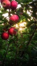 Red apples hanging from a tree branch Royalty Free Stock Photo