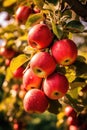 Red Apples Hanging From Tree