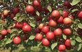 Red apples hanging on a tree