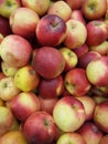 red apples Idared Royalty Free Stock Photo
