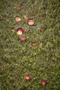 Red apples from large apple tree in summer Royalty Free Stock Photo