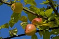 Red apples in the late summer Royalty Free Stock Photo