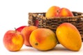 Red apples and mangoes close up. Fresh organic fruits in a wicker basket Royalty Free Stock Photo