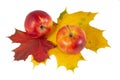 Red apples with maple leaves autumn colors Royalty Free Stock Photo