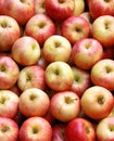 Red apples at a market Royalty Free Stock Photo