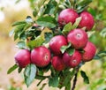 Red apples, orchard and bunch with nature, environment and leaves with garden and ecology. Fruit, trees and sunshine