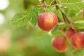 Red apples, orchard and farm for agriculture, summer season and garden for countryside tree and plant. Fruit, nature and Royalty Free Stock Photo