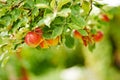 Red apples, orchard and farm for agriculture, summer season and garden for countryside tree and plant. Fruit, nature and