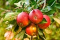 Red apples, orchard and nature for agriculture, summer season and garden for countryside tree and plant. Fruit, farm and Royalty Free Stock Photo